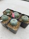 Lophophora Williamsii 3.5-5 cm 7 years old ownroot from seed flowering