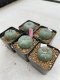 Lophophora Williamsii 3.5-5 cm 7 years old ownroot from seed flowering