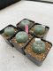 Lophophora Williamsii 3.5-5 cm 7 years old ownroot from seed flowering