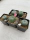 Lophophora Williamsii 3.5-5 cm 7 years old ownroot from seed flowering