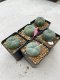 Lophophora Williamsii 3.5-5 cm 7 years old ownroot from seed flowering