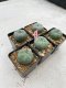 Lophophora Williamsii 3.5-5 cm 7 years old ownroot from seed flowering