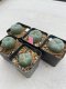 Lophophora Williamsii 3.5-5 cm 7 years old ownroot from seed flowering