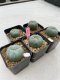 Lophophora Williamsii 3.5-5 cm 7 years old ownroot from seed flowering