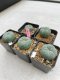 Lophophora Williamsii 3.5-5 cm 7 years old ownroot from seed flowering