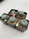 Lophophora Williamsii 3.5-5 cm 7 years old ownroot from seed flowering