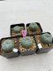 Lophophora Williamsii 3.5-5 cm 7 years old ownroot from seed flowering