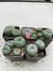 Lophophora Williamsii 3.5-5 cm 7 years old ownroot from seed flowering