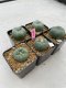 Lophophora Williamsii 3.5-5 cm 7 years old ownroot from seed flowering