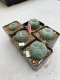 Lophophora Williamsii 3.5-5 cm 7 years old ownroot from seed flowering