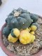 Lophophora williamsii variegata 6-7 cm 10 years old ownroot