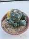 Lophophora williamsii variegata 6-7 cm 10 years old ownroot