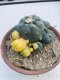 Lophophora williamsii variegata 6-7 cm 10 years old ownroot