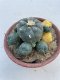 Lophophora williamsii variegata 6-7 cm 10 years old ownroot