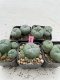 Lophophora Williamsii 3.5-5 cm 7 years old ownroot from seed flowering