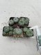 Lophophora Williamsii 3.5-5 cm 7 years old ownroot from seed flowering