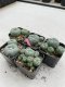 Lophophora Williamsii 3.5-5 cm 7 years old ownroot from seed flowering