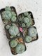 Lophophora Williamsii 3.5-5 cm 7 years old ownroot from seed flowering