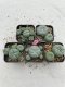 Lophophora Williamsii 3.5-5 cm 7 years old ownroot from seed flowering