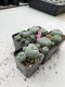 Lophophora Williamsii 3.5-5 cm 7 years old ownroot from seed flowering