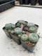 Lophophora Williamsii 3.5-5 cm 7 years old ownroot from seed flowering