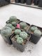 Lophophora Williamsii 3.5-5 cm 7 years old ownroot from seed flowering