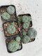 Lophophora Williamsii 3.5-5 cm 7 years old ownroot from seed flowering