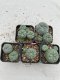 Lophophora Williamsii 3.5-5 cm 7 years old ownroot from seed flowering