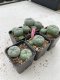 Lophophora Williamsii 3.5-5 cm 7 years old ownroot from seed flowering