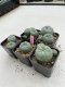 Lophophora Williamsii 3.5-5 cm 7 years old ownroot from seed flowering