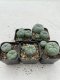 Lophophora Williamsii 3.5-5 cm 7 years old ownroot from seed flowering