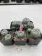 Lophophora Williamsii 3.5-5 cm 7 years old ownroot from seed flowering