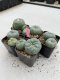 Lophophora Williamsii 3.5-5 cm 7 years old ownroot from seed flowering