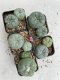 Lophophora Williamsii 3.5-5 cm 7 years old ownroot from seed flowering