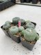 Lophophora Williamsii 3.5-5 cm 7 years old ownroot from seed flowering