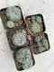 Lophophora Williamsii 3.5-5 cm 7 years old ownroot from seed flowering