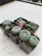 Lophophora Williamsii 3.5-5 cm 7 years old ownroot from seed flowering