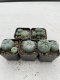 Lophophora Williamsii 3.5-5 cm 7 years old ownroot from seed flowering