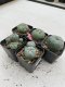 Lophophora Williamsii 3.5-5 cm 7 years old ownroot from seed flowering