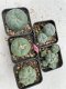 Lophophora Williamsii 3.5-5 cm 7 years old ownroot from seed flowering