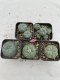 Lophophora Williamsii 3.5-5 cm 7 years old ownroot from seed flowering