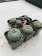 Lophophora Williamsii 3.5-5 cm 7 years old ownroot from seed flowering