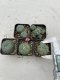 Lophophora Williamsii 3.5-5 cm 7 years old ownroot from seed flowering