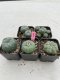 Lophophora Williamsii 3.5-5 cm 7 years old ownroot from seed flowering