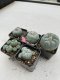 Lophophora Williamsii 3.5-5 cm 7 years old ownroot from seed flowering