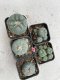 Lophophora Williamsii 3.5-5 cm 7 years old ownroot from seed flowering