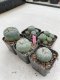 Lophophora Williamsii 3.5-5 cm 7 years old ownroot from seed flowering