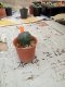 Lophophora williamsii 3-4 cm 4-5 years old - ownroot grow from seed