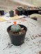 Lophophora williamsii 3-4 cm 4-5 years old - ownroot grow from seed