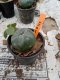 Lophophora williamsii 3-4 cm 4-5 years old - ownroot grow from seed